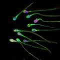 S��frumur